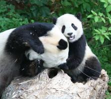 giant pandas in wild enviroment
